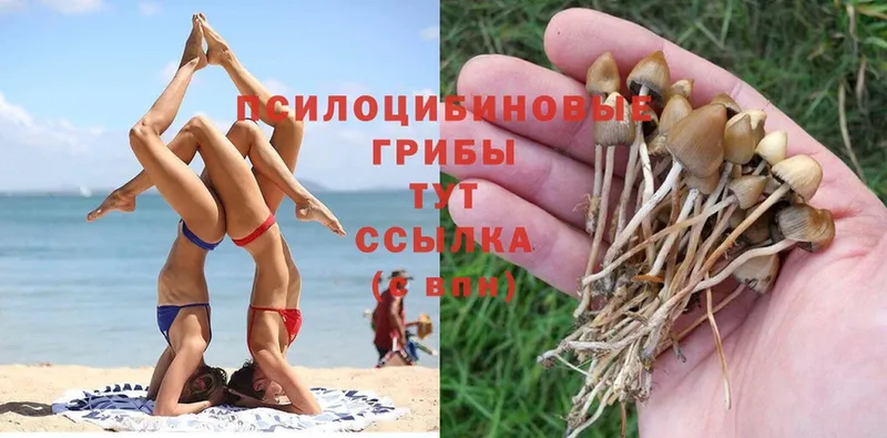 ссылка на мегу как зайти  Красноперекопск  Псилоцибиновые грибы Psilocybine cubensis 